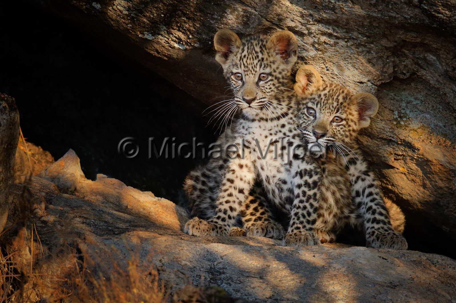 Leopard Photography